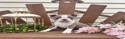 Boston Terrier dogs for sale: Tanner - Ad 1