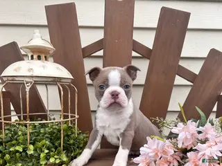 Boston Terrier dogs for sale: Tanner - Ad 1