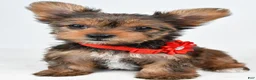 Yorkshire Terrier dogs for sale: Isabella - Ad 5