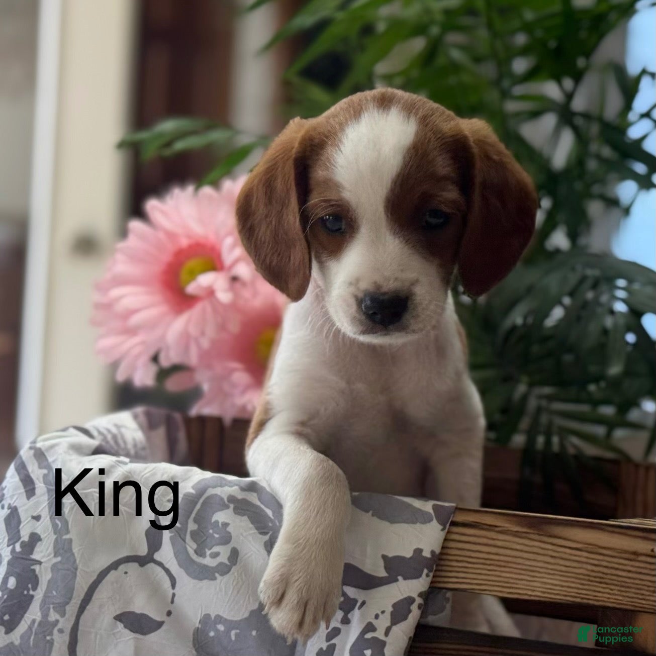 Mixed Breed dogs King - Ad 1