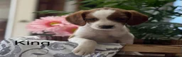 Mixed Breed dogs for sale: King - Ad 1