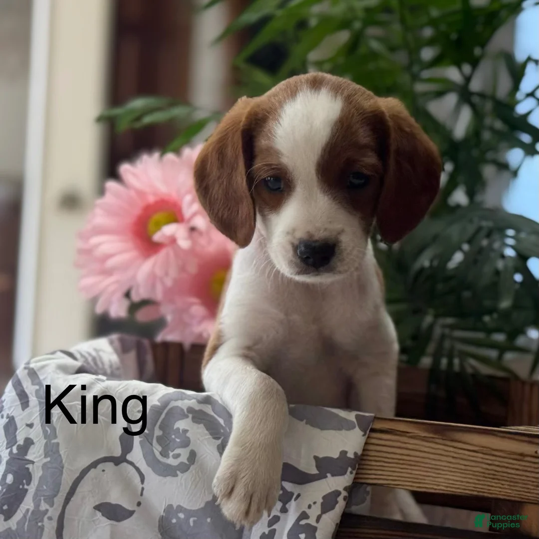 Mixed Breed dogs for sale: King - Ad 1