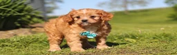 Cavapoo dogs for sale: Percy - Ad 7