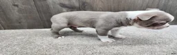 Boston Terrier dogs for sale: Boston Terrier Puppy 1 - Ad 6