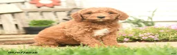 Goldendoodle dogs for sale: Roseyn - Ad 1