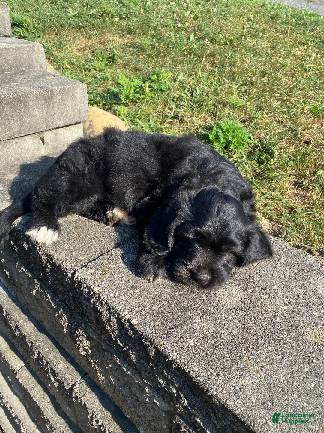 Mixed Breed dogs for sale: Archie - Ad 2