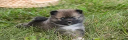 Pomeranian dogs for sale: Daphne Pomeranian  - Ad 7