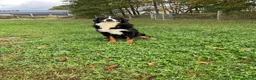 Mini Bernedoodle dogs for sale: Shadow - Ad 8