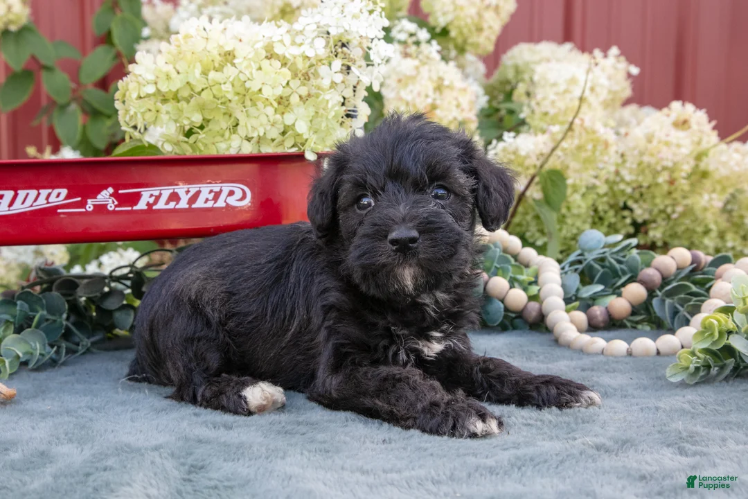Schnoodle dogs for sale: Hayden - Ad 2