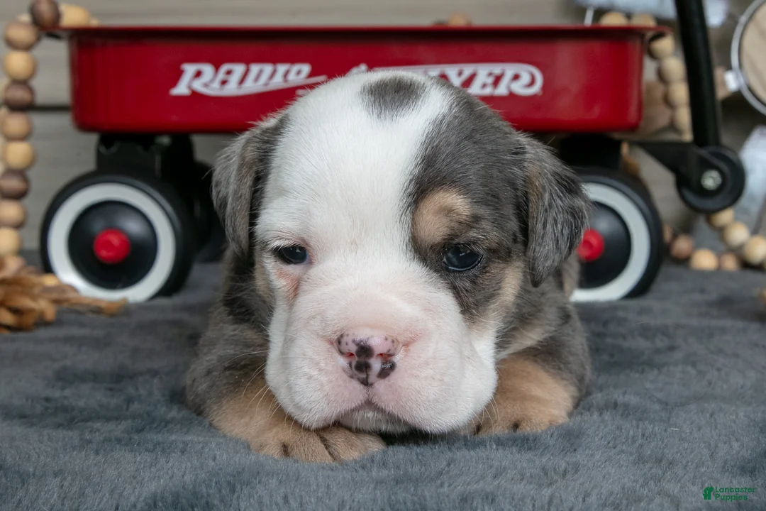 Beabull dogs for sale: Nemo - Ad 3