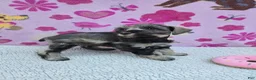 Miniature Schnauzer dogs for sale: Snickers - Ad 3