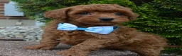 Mini Goldendoodle dogs for sale: Mini Gigi - Ad 15