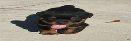 Rottweiler dogs for sale: Rottweiler Puppy 1 - Ad 1