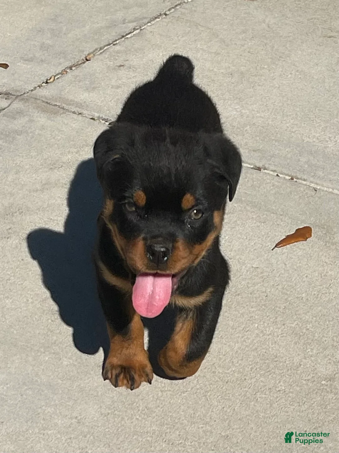 Rottweiler dogs for sale: Rottweiler Puppy 1 - Ad 1