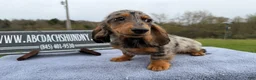 Miniature Dachshund dogs for sale: AKC Show Dapple- Russian - Ad 9