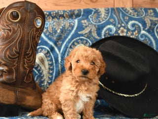 Miniature Poodle dogs - Ad 19