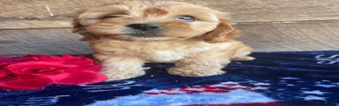 Benji