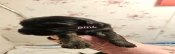 German Shepherd dogs for sale: Pink Collar Female - Ad 1