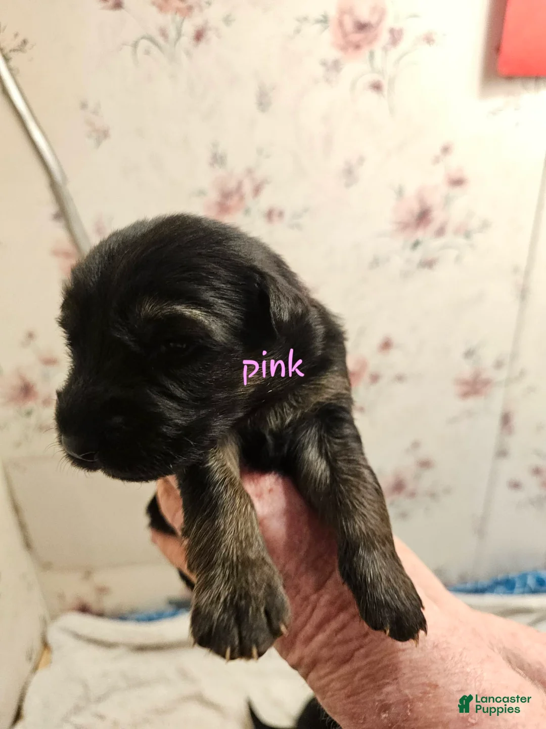 German Shepherd dogs for sale: Pink Collar Female - Ad 1