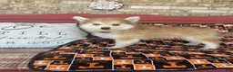 Pomsky dogs for sale: Rocky - Ad 3
