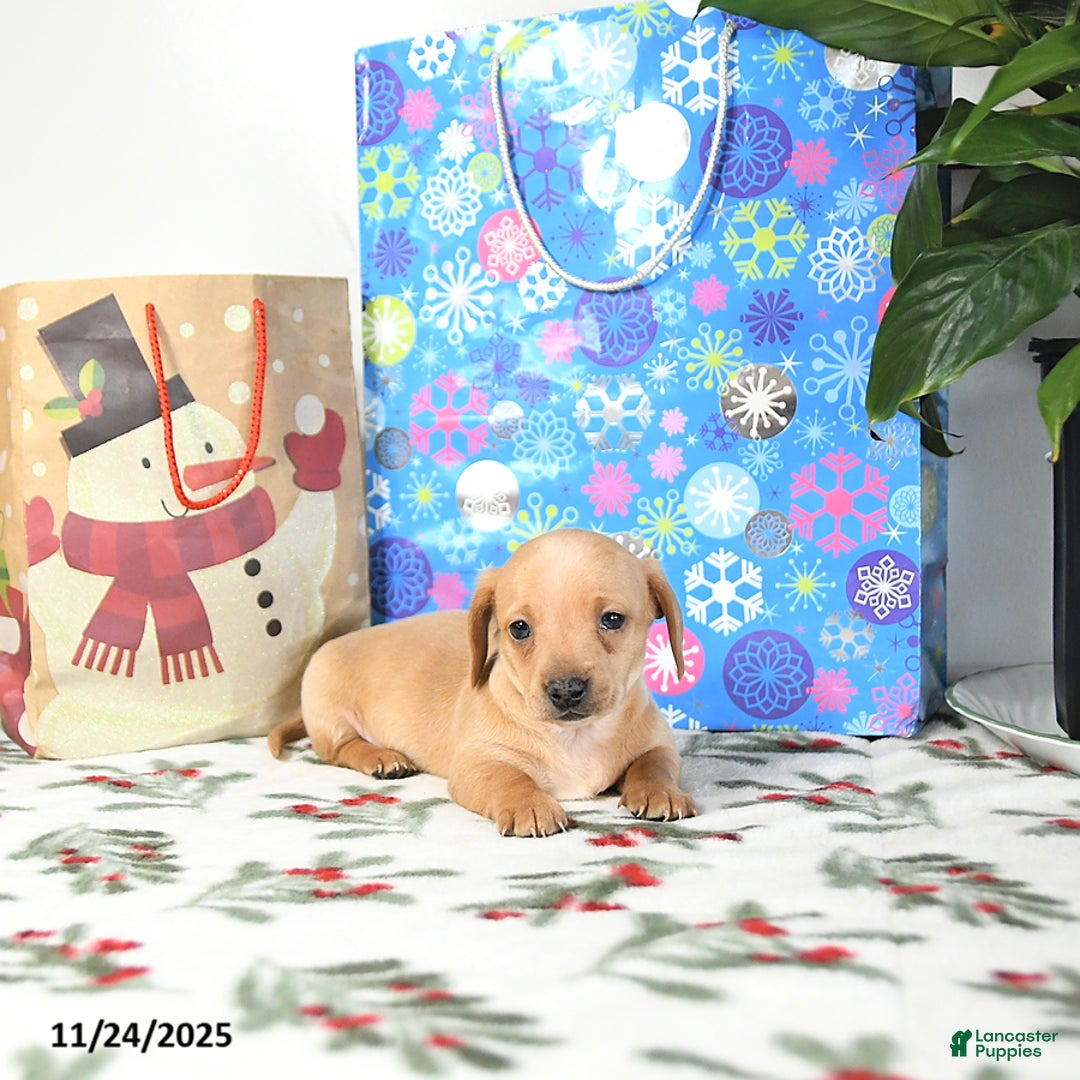 Miniature Dachshund dogs for sale: Benny - Ad 5