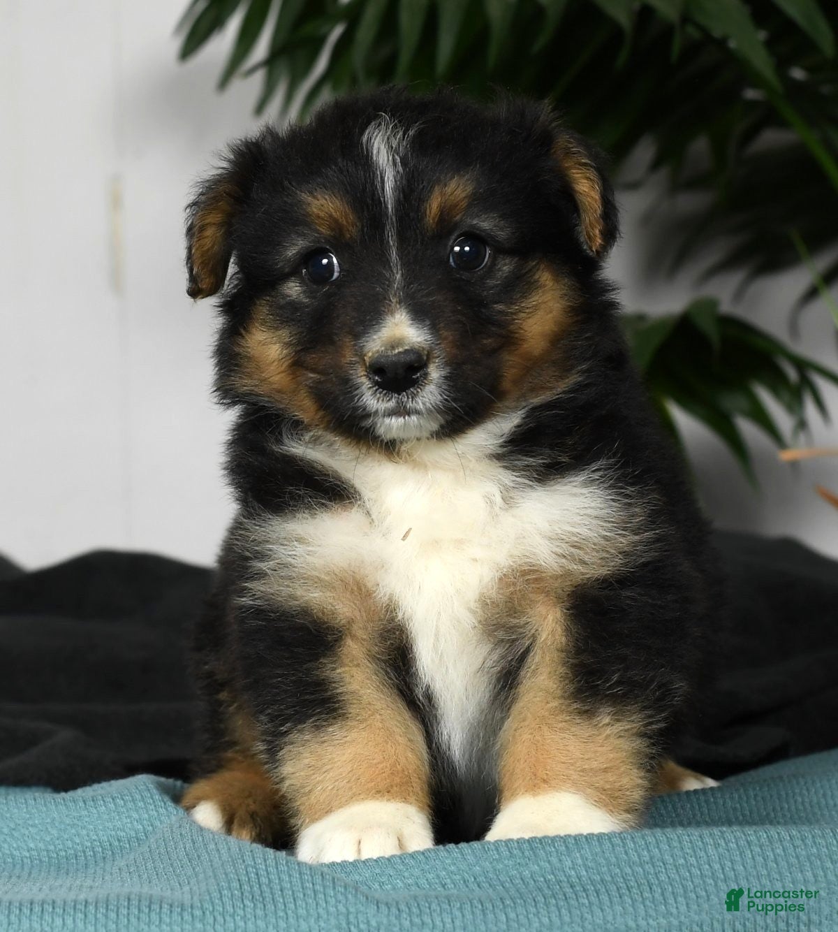 Australian Shepherd Puppies for sale under $300 Lancaster Puppies