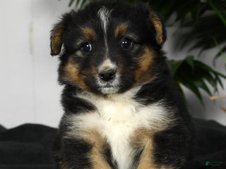 Australian Shepherd dogs - Ad 6