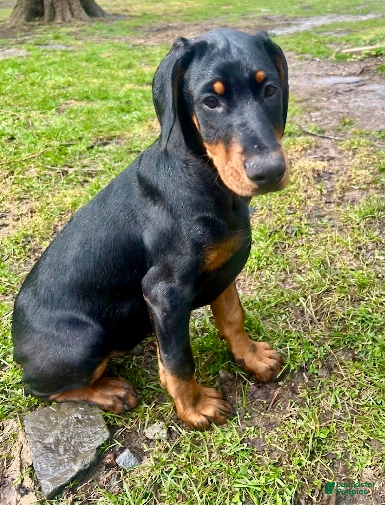 Doberman Pinscher dogs Doberman Pinscher Male  - Ad 27