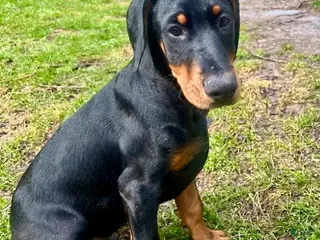 Doberman Pinscher dogs Doberman Pinscher Male - Ad 27