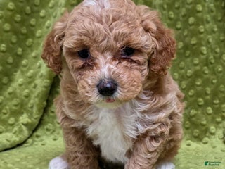 Standard Poodle dogs Cloud - Ad 34