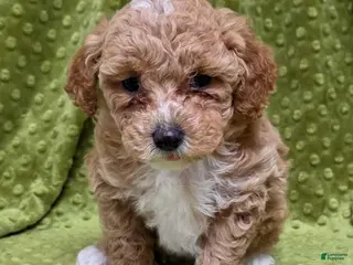 Standard Poodle dogs Cloud - Ad 5