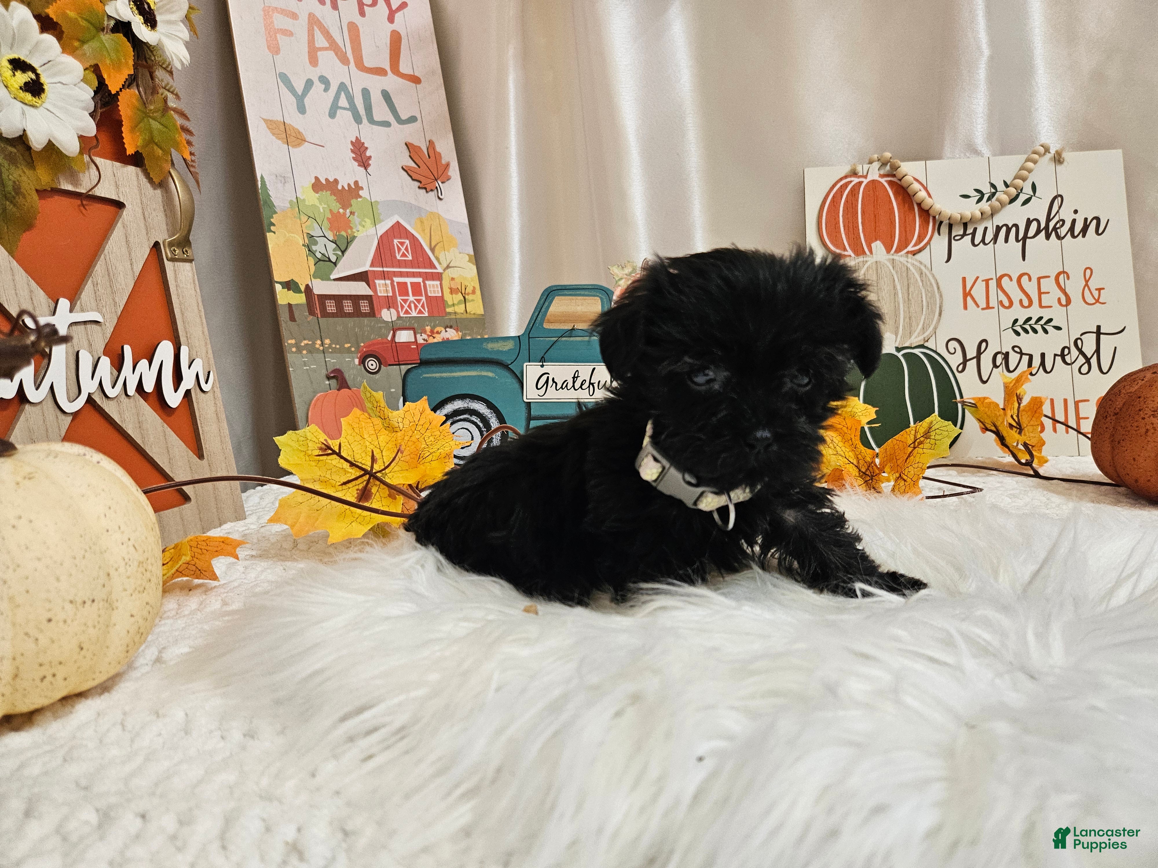 Yorkiepoo dogs Anise Sue - Ad 27