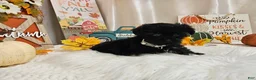 Yorkiepoo dogs for sale: Anise Sue - Ad 1