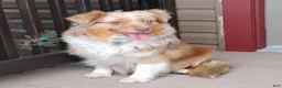 Miniature Australian Shepherd dogs for sale: Dylan  - Ad 5