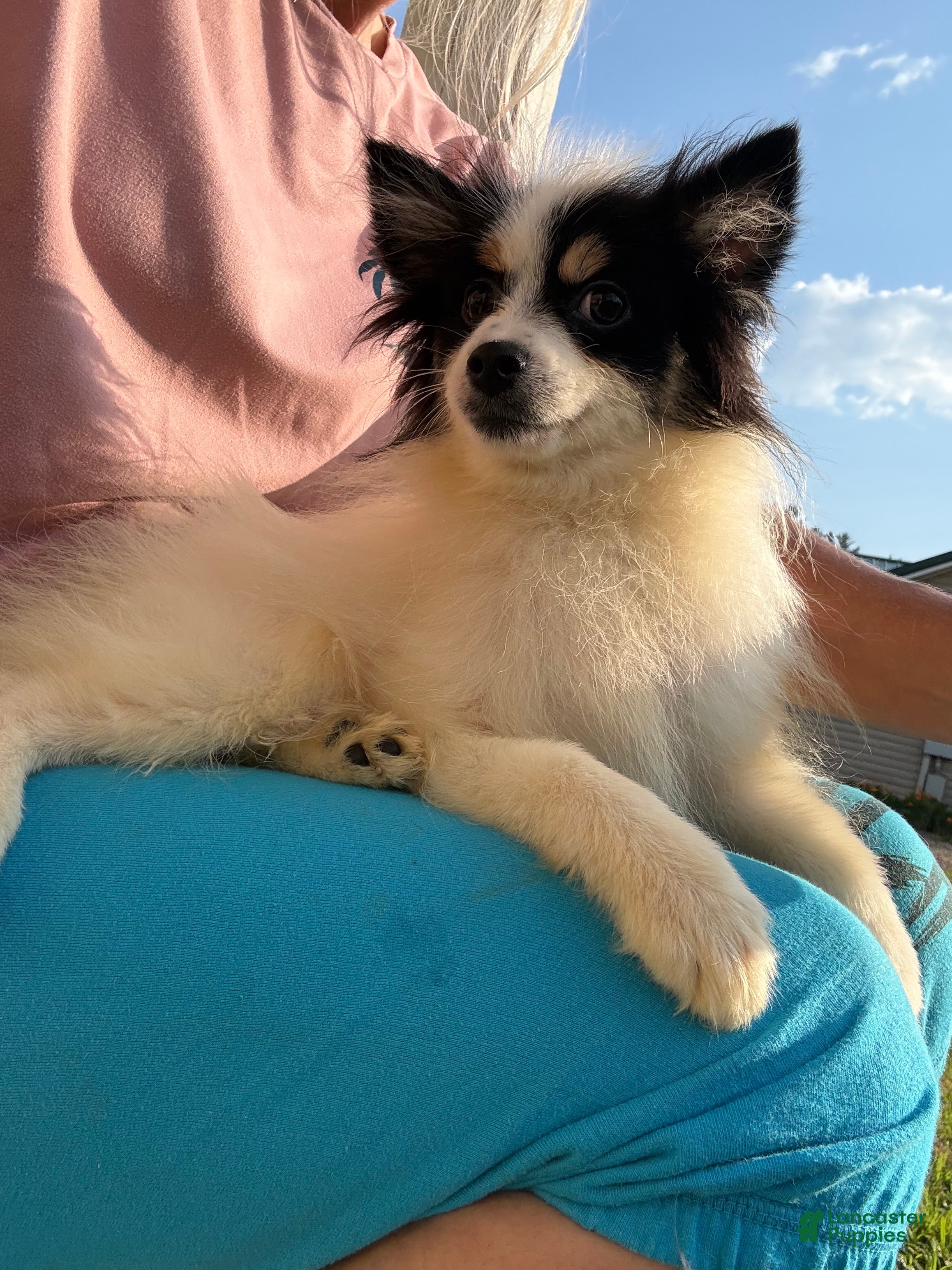 Pomsky dogs Trey - Ad 16