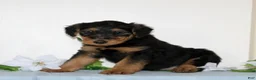 Airedale Terrier dogs for sale: Shiloh  - Ad 3