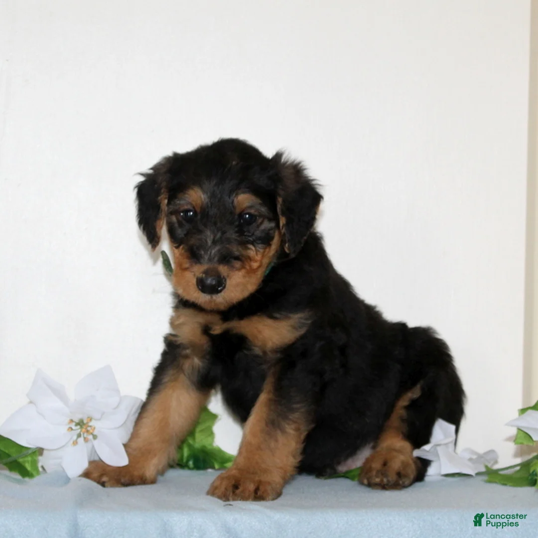 Airedale Terrier dogs for sale: Shiloh  - Ad 3