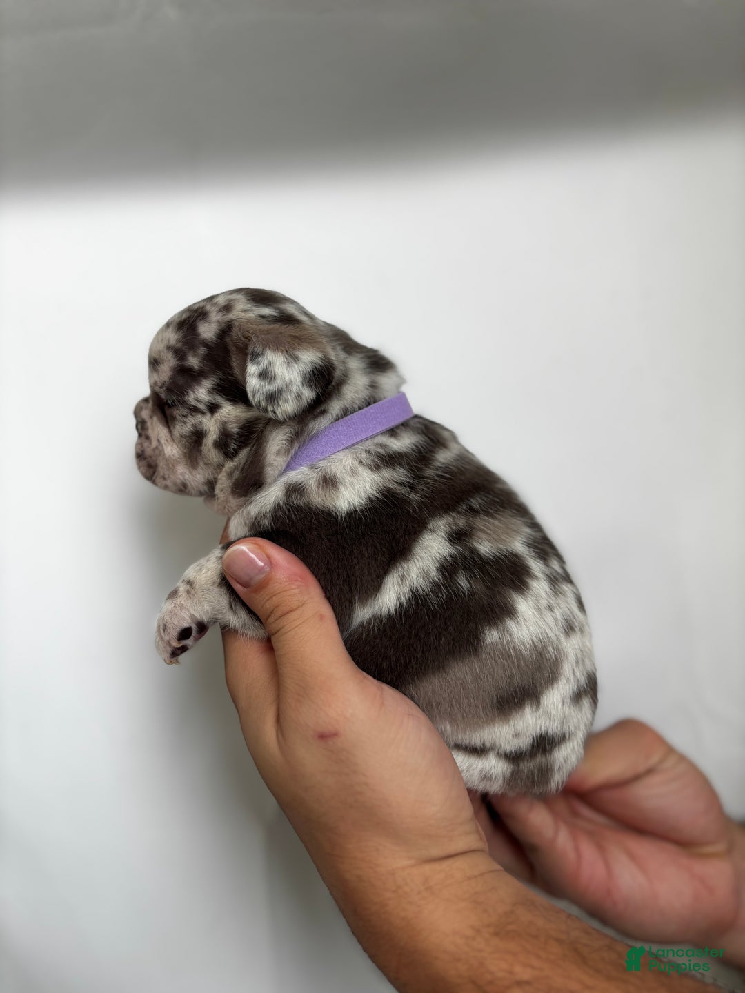 French Bulldog dogs for sale: Rain - Ad 5