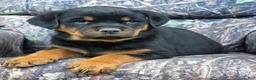 Rottweiler dogs for sale: Clark - Ad 4