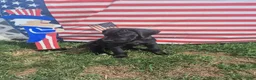 Great Dane dogs for sale: Diva Denise - Ad 2