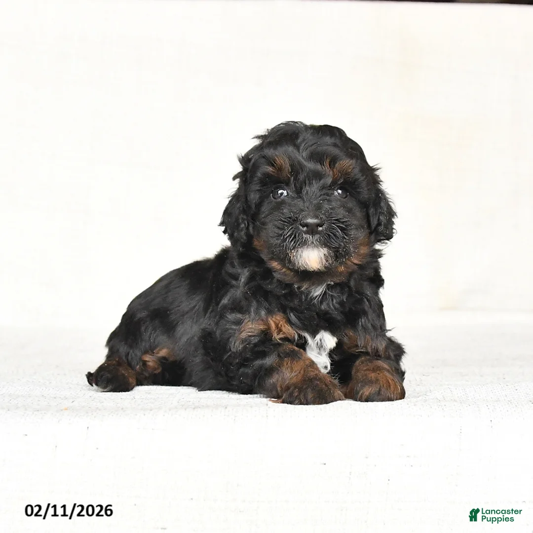 Mini Goldendoodle dogs for sale: Gloria - Ad 3