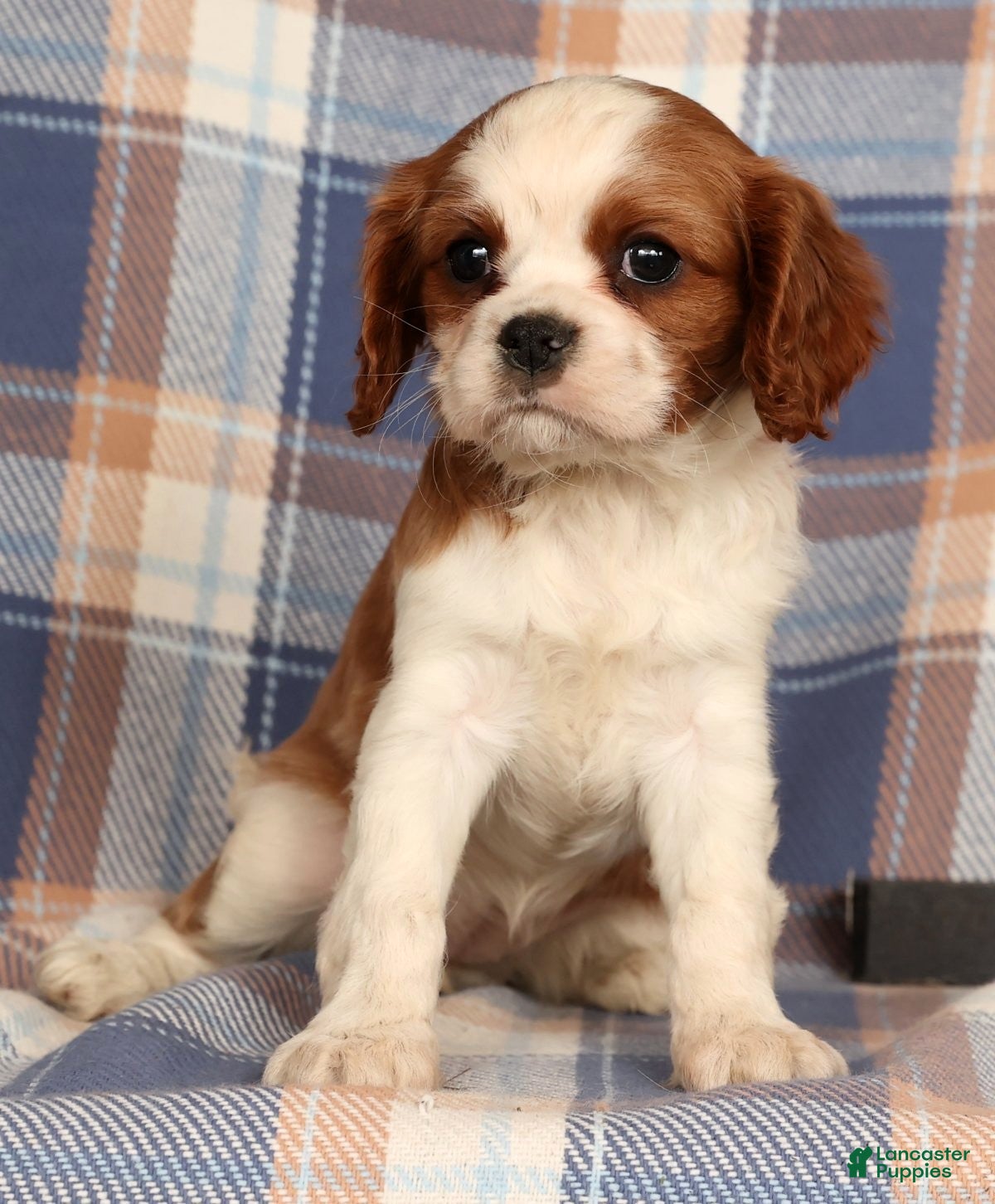 Cavalier King Charles Spaniel dogs Crystal - Ad 2