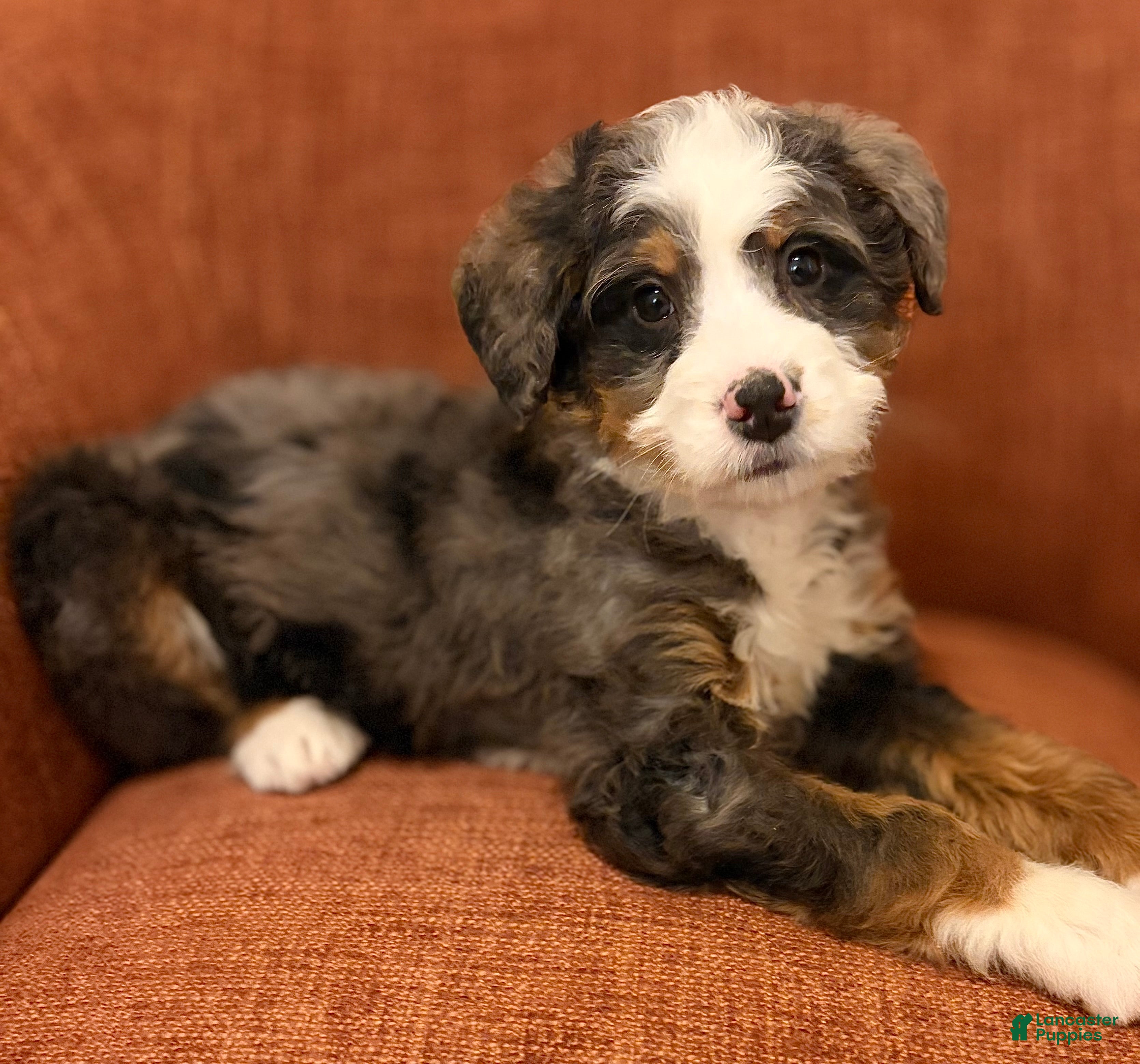 Mini Bernedoodle dogs 💚 IN BOSTON MASSACHUSETTS AREA 💚 BLUE MERLE TRI COLOR BOY 💚 MINI BERNEDOODLE 💚 - Ad 2