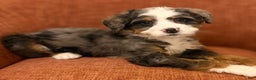 Mini Bernedoodle dogs for sale: 💚 IN BOSTON MASSACHUSETTS AREA 💚 BLUE MERLE TRI COLOR BOY 💚 MINI BERNEDOODLE 💚 - Ad 9