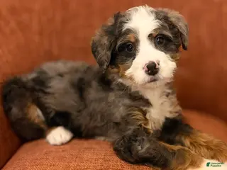 Mini Bernedoodle dogs 💚 IN BOSTON MASSACHUSETTS AREA 💚 BLUE MERLE TRI COLOR BOY 💚 MINI BERNEDOODLE 💚 - Ad 2