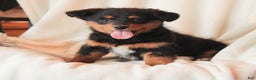 Mixed Breed dogs for sale: Naida - Ad 4