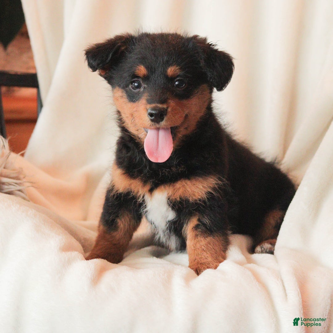 Mixed Breed dogs for sale: Naida - Ad 4