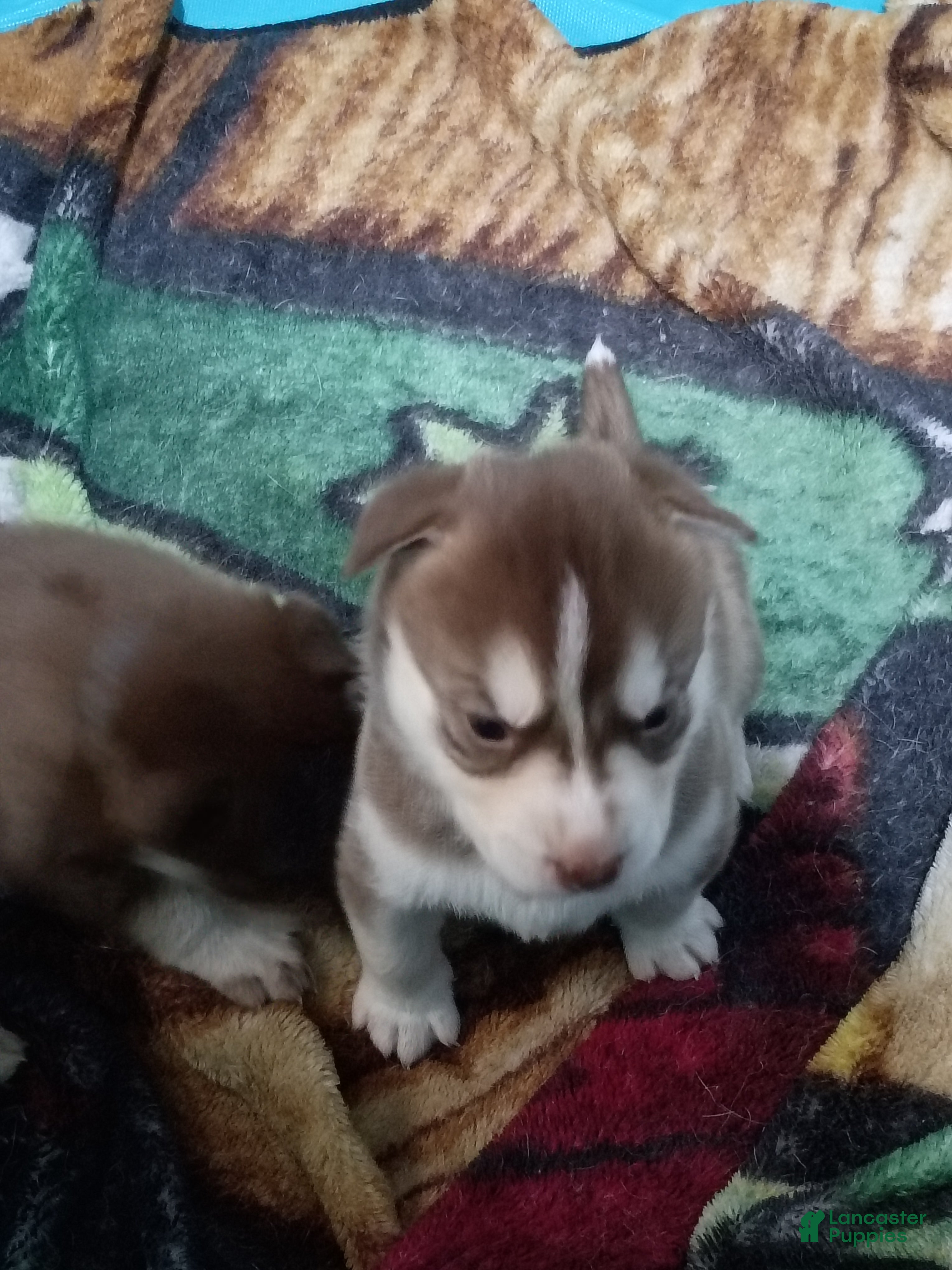 Siberian Husky dogs Light Green Collar 2nd Born - Temp Name Greene - Ad 2