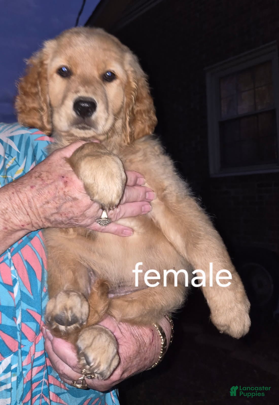 Golden Retriever dogs Girl 1 - Ad 7