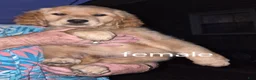 Golden Retriever dogs for sale: Girl 1 - Ad 1